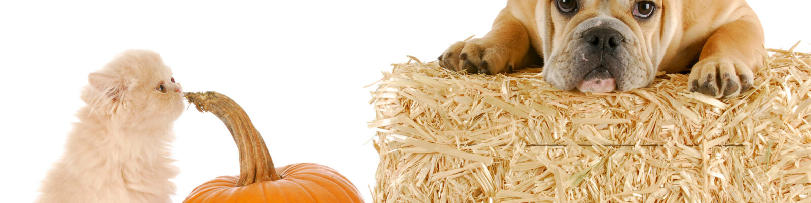 What Are Good Pumpkin-Flavored Treats for Cats and Dogs?