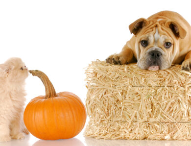 What Are Good Pumpkin-Flavored Treats for Cats and Dogs?