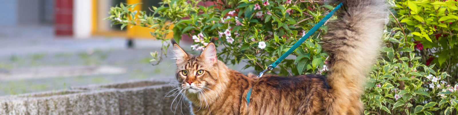 How Do You Leash Train a Cat?