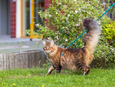 How Do You Leash Train a Cat?