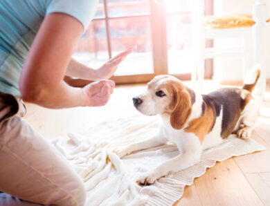 How to Pick a Dog Trainer
