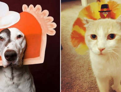 Petsgiving Photos to Make You Laugh