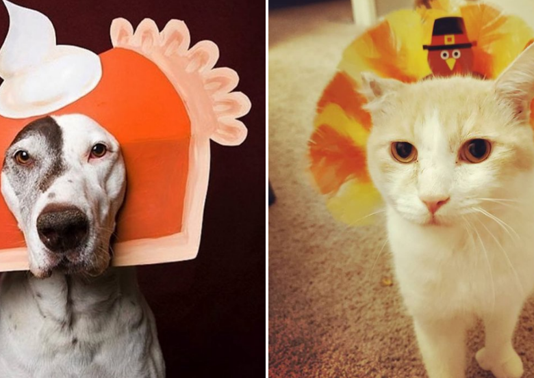 Petsgiving Photos to Make You Laugh
