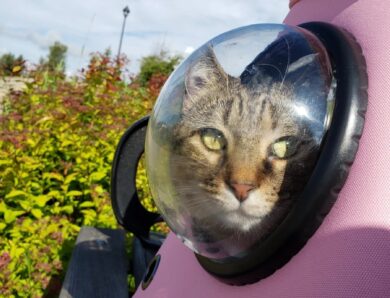 The Millennial Mind Behind Your Cat Backpack