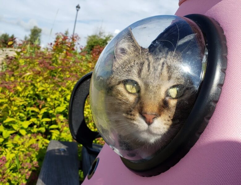 The Millennial Mind Behind Your Cat Backpack