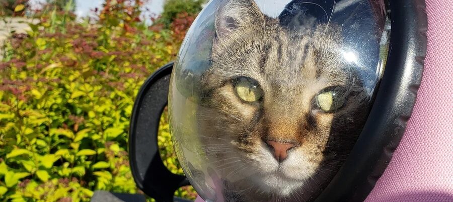 The Millennial Mind Behind Your Cat Backpack