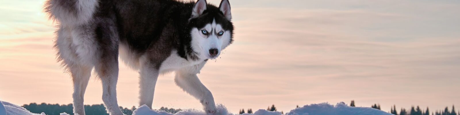 Evolution of the Modern Dog