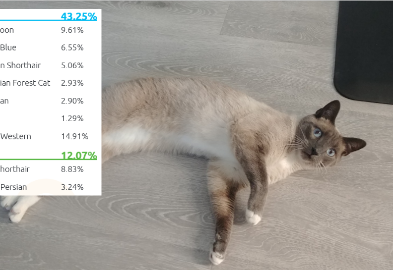 The Basepaws DNA Test: What You Need to Know – An In-Depth Review