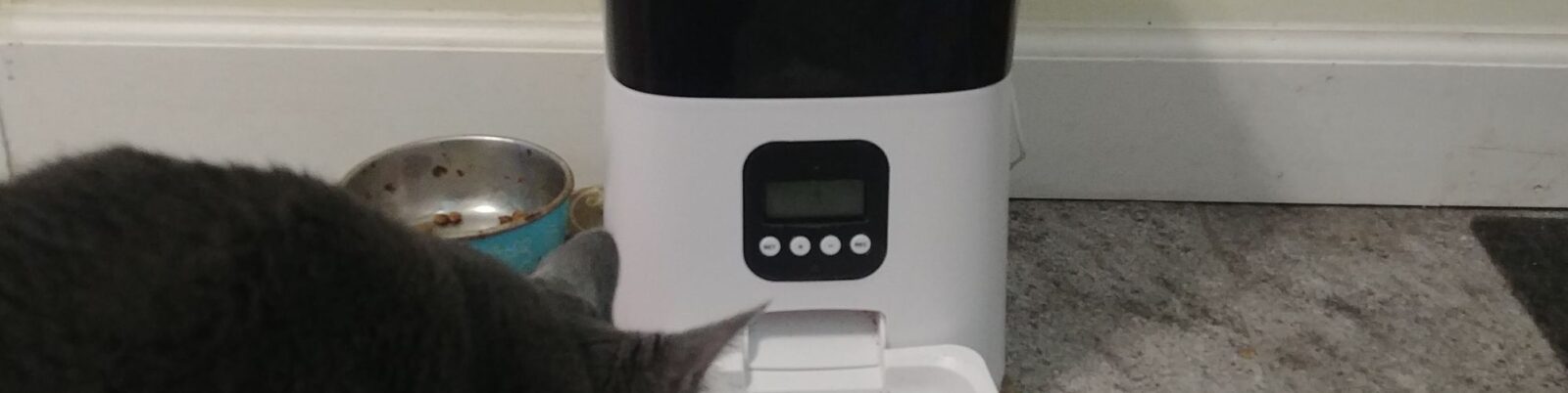 Never Miss Another Feeding: WOpet Boost Automatic Feeder Review
