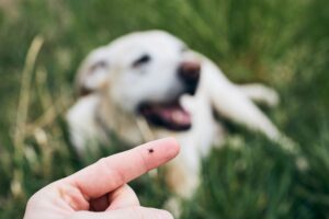 tick diseases in dogs