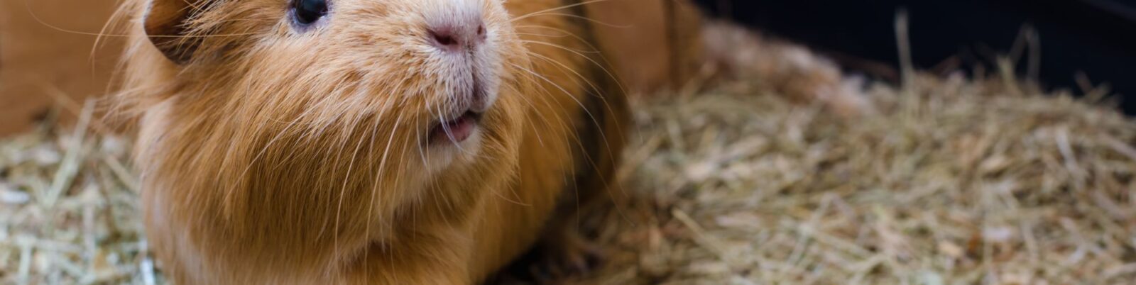 Are Guinea Pigs Good Pets?