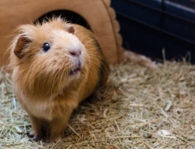 Are Guinea Pigs Good Pets?
