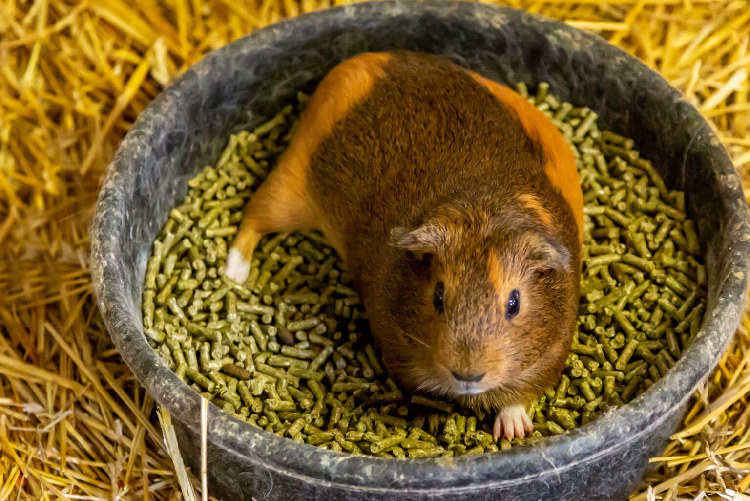 Are Guinea Pigs Good Pets? : Keeping It Pawsome