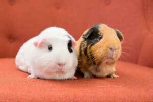 guinea pig pair