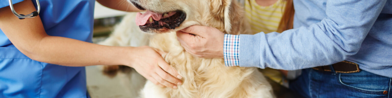 The Top 10 Things Veterinarians Wish You Wouldn’t Do