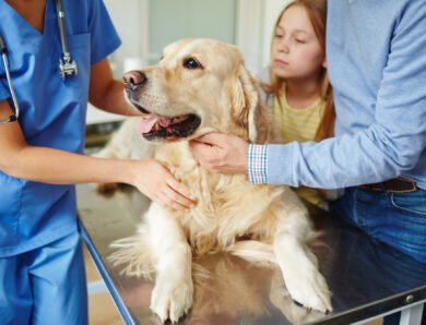 The Top 10 Things Veterinarians Wish You Wouldn’t Do